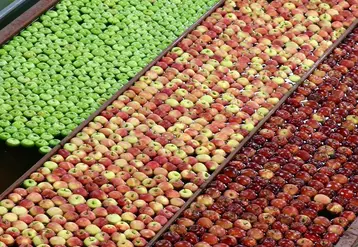 Sur les sept premiers mois de la campagne 2019-2020 (août 2019 à février 2020), les exportations françaises de pommes (272 252 t) se redressent de 6 % sur un an. © Cardell