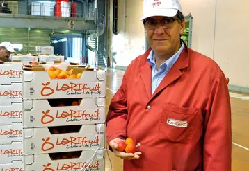Cette année, la récolte en abricots, pêches, nectarines, et kiwis devrait  être en baisse (à 7 000 t) pour la  coopérative Lorifruit.  © Pierre-Louis Berger - FLD