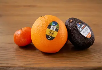 Agrumes et avocats sont les premiers produits protégés par Apeel et distribués par Edeka. Le distributeur compte déployer la solution sur d'autres fruits et légumes.  © Edeka