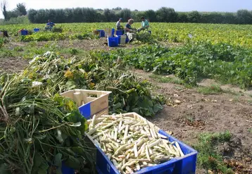 L’atelier d’écossage du haricot Coco de Paimpol a été perfectionné pour la campagne 2020. © Cerafel