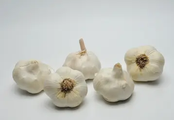 En ail blanc, les calibres sont plutôt moyens cette année.  © Archives FLD