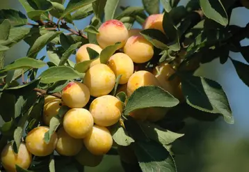 La récolte des mirabelles de Lorraine a commencé cette année le 28 juillet ! © Mirabelles de Lorraine - ...