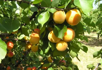 Les abricots de Savajols sont destinés au marché européen.  © Pierre-Louis Berger - FLD
