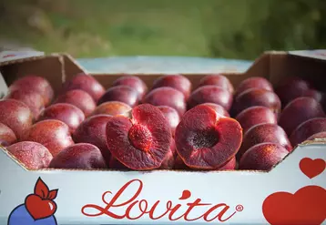  © Lovita