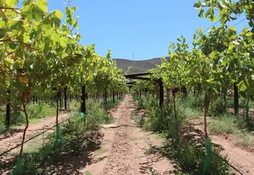 Après une campagne 2019-2020 rendue difficile par les conditions météorologiques, la récolte de raisin de table revient à la normale cette année en Afrique du Sud.  © SATI