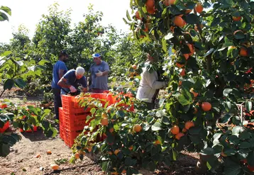 Depuis 2002, le kaki Ribera Del Xuquer bénéficie de l’AOP. Dans cette zone de Valencia restreinte de 7 000 ha se concentrent 17 coopératives regroupant 6 000 producteurs. © Julia Commandeur - FLD