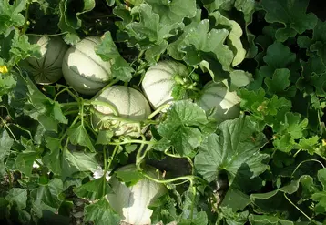 11400 ha de melons devaient être cultivés en France en 2020. Le bio et la Haute valeur environnementale (HVE) se développent. © Véronique Bargain - FLD