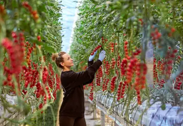 10 à 20 % des tomates produites par Hoogstraten sont expédiées en France. 