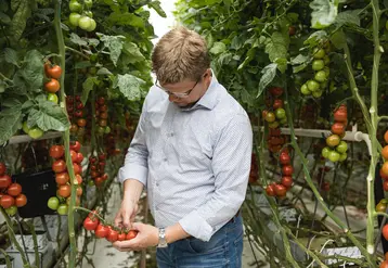 Aux Pays-Bas, entre 2019 et 2021, la consommation de la tomate est en hausse et le segment qui a le plus progressé est celui de la grappe (+29 % en 2020, +2 % en 2021), suivi des tomates cerise grappe, des tomates allongées et des mini-cerise snacking.