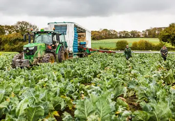 Prince de Bretagne récolte et commercialise chaque année autour de 100 millions de têtes de choux-fleurs.