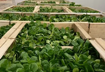 L'organisation de maraîchers récolte  et expédie de la mâche tous les jours, hiver comme été.