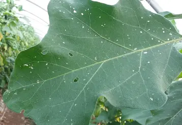 Les adultes d'altise se nourrissent des feuilles en les perforant, et s’attaquent également aux fleurs et aux fruits, réduisant la qualité de la récolte.
