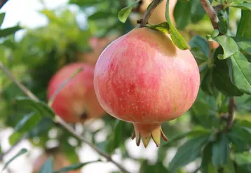 Seuls quelques vergers ont des rendements supérieurs à 15 tonnes par hectare, beaucoup plafonnent entre 5 et 10 tonnes.