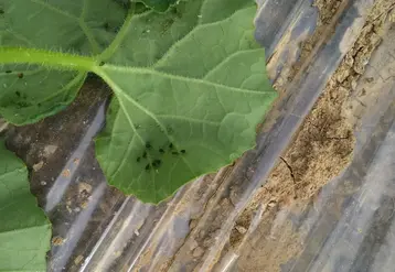 Le savon noir a uniquement une toxicité par contact.