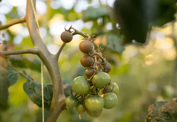 Coloration brune à bronzée des  feuilles et des tiges, avortement des fleurs et dessèchent foliaire sont les symptômes de l'acariose bronzée.