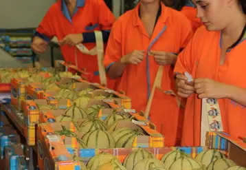 Une nouvelle grille de calibrage du melon privilégient la flexibilité de l'offre du calibre 12 est en vigueur pour cette campagne. 