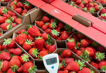La température des fraises est contrôlée à l’arrivée en station pour optimiser la conservation des fraises.