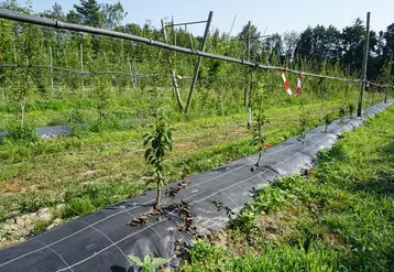 Le paillage se présente comme un investissement efficace et rentable par rapport au désherbage mécanique.