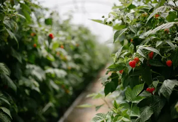 En production de framboises, la présence de certains ravageurs est en hausse ces dernières années, dont les acariens ériophyides.