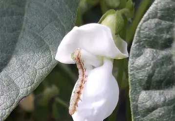 L’objectif est d’intervenir sur les œufs ou les jeunes larves, plus sensibles aux insecticides.