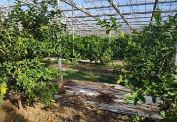 Des maraîchers de Provence-Alpes-Côte d’Azur se lancent dans la culture d’agrumes dans d’anciennes serres de tomate.
