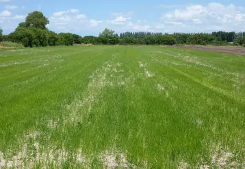 La production de carottes est celle qui est la plus mise en difficulté par la présence de souchet, avec parfois une couverture totale de la parcelle. 