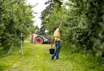 Vergers Cancel prévoit une belle récolte d’environ 10 000 t de prunes cette année, dont environ 1 200 t en propre.
