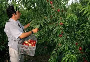 Fruits / Arboriculture / Récolte / Cueillette des nectarines