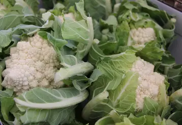 Chou romanesco blanc de Prince de Bretagne Véronique Bargain