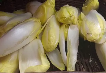 Endives vendues en vrac en magasin présentant des aspects de détérioration.