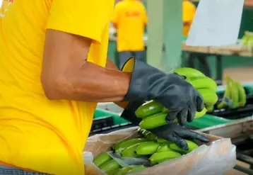 Bananes equateur