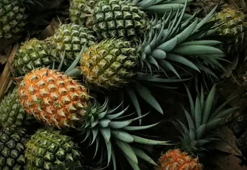 ananas vrac