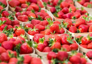 fraises en barquettes bois 