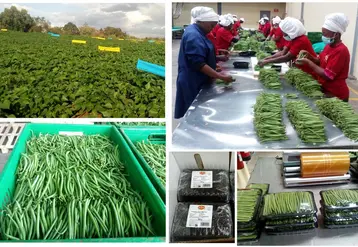 Production, récolte, tri et calibrage et embarquettage de haricots verts extra fins du Kenya par Del Monte.
