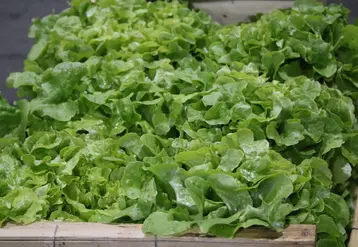 gros plan sur une salade