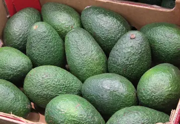 avocats en vrac