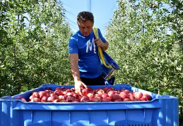 recolte pomme rouges dans vergers 