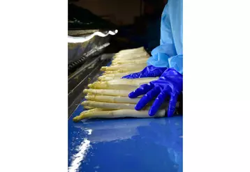 Asperge en station Maïsadour