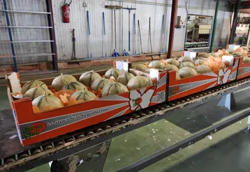 Melons Force Sud sur une ligne de conditionnement à la station de Saint-Thibéry dans l'Hérault.. 