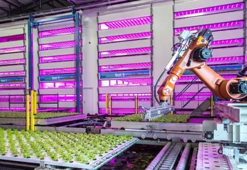 Robot maniuplant des cultures de légumes indoor 