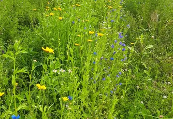 La diversité floristique au travers du semis d’espèces fleuries est un élément qui peut participer à un enrichissement utile du milieu.