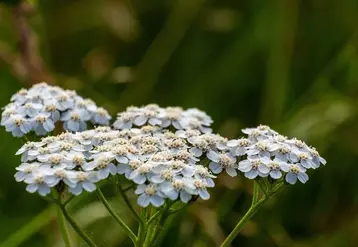 L’achillée millefeuille donne de très bons résultats comme plante-banque pour les ennemis naturels des pucerons.