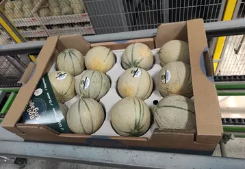 Le calibre 12 (12 melons sur un plateau 60 X 40) est devenu la norme. 