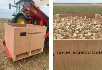 Ail récolté dans un champ de Colin Groupe en Alsace à Mittelhausen (Bas-Rhin).