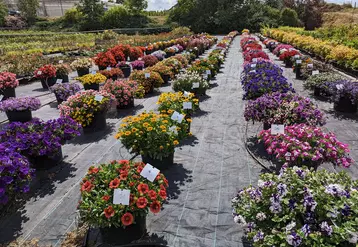 Photos des essais de plantes annuelles sur le site de Roville-aux-Chênes.