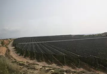 Le verger catalan connait une forte dynamique avec l'implantation de vergers de grande dimension.