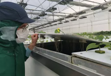 Les cultures installées sur des tables à hauteur d’homme poussent dans un environnement maîtrisé, grâce au système automatisé de brumisation qui alimente les racines ...