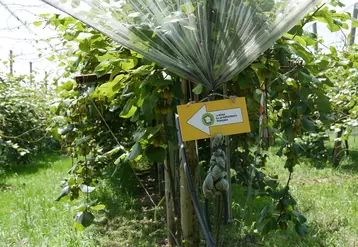 La qualité du kiwi se distingue par sa fermeté et son équilibre sucre-acidité. 