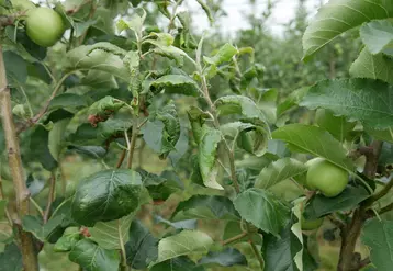 Des essais en cours visent à identifier le nombre et le positionnement le plus optimal des insecticides automnaux.