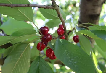 Chambe Agri-Fruits a rentré 1 200 tonnes de cerises cette saison contre 1 700 tonnes en 2022.
